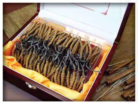 望奎冬虫夏草回收